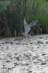 Nycticorax nycticorax