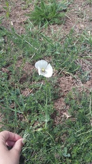 Papaver albiflorum