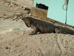 Cyclura nubila caymanensis