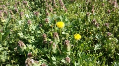 Taraxacum officinale