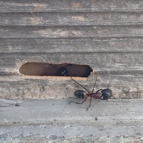 Brown-black Carpenter Ant
