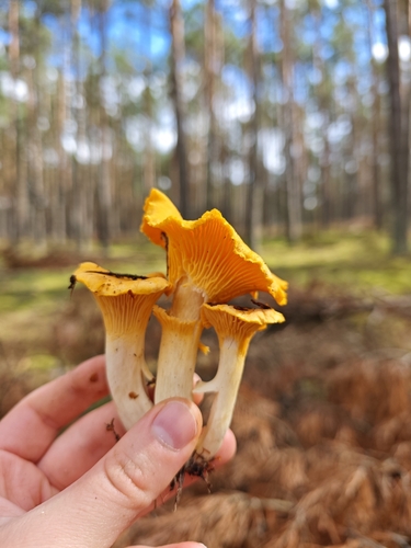 Golden Chanterelle