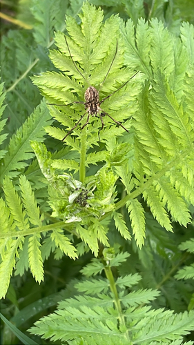 Saddleback Harvestman