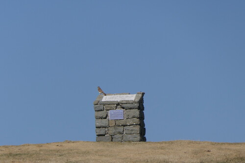 Eurasian Kestrel