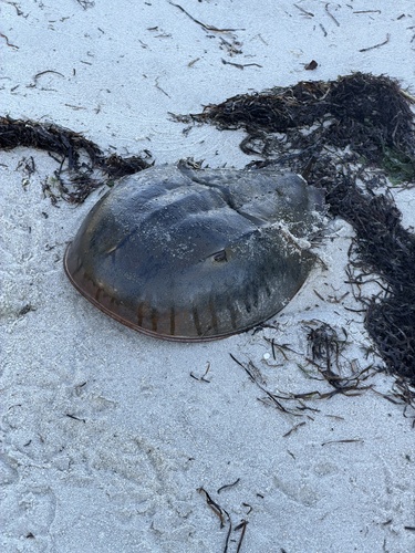 Atlantic horseshoe crab