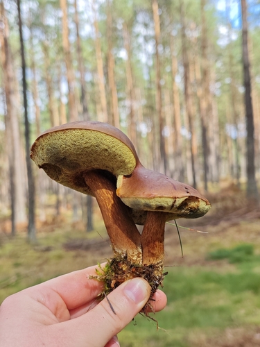 Bay Bolete