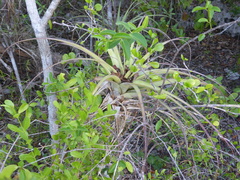 Tillandsia fasciculata