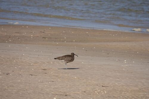 iNaturalist: (c) Royle Safaris, some rights reserved (CC BY-NC), uploaded by Royle Safaris iNaturalist image