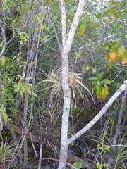 Tillandsia fasciculata