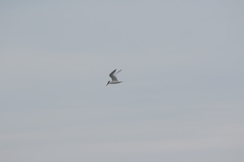 iNaturalist image