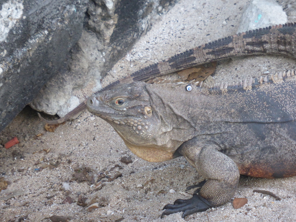 Clouded Rock Iguana