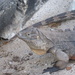 Cyclura nubila caymanensis - Photo no hay derechos reservados, subido por henrya