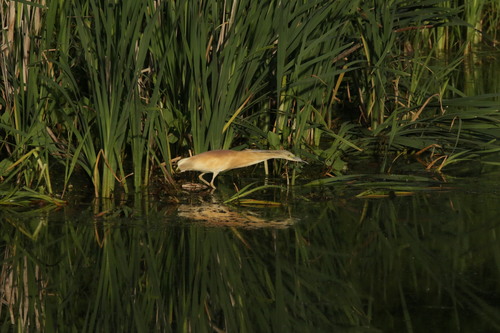 iNaturalist image