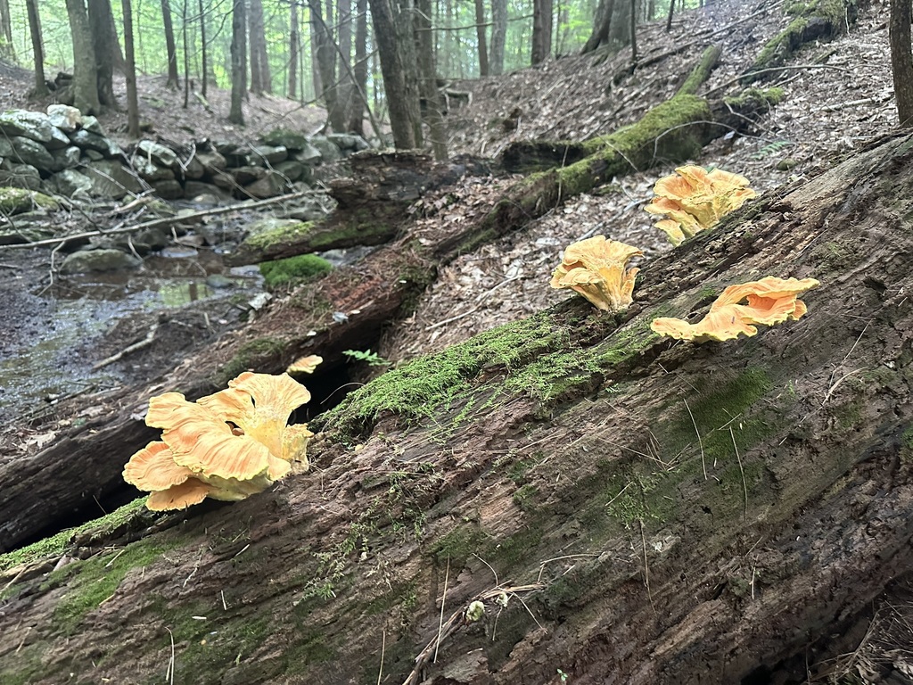 chicken of the woods · September 2026 · photo: Photo: (c) Jaime McGuigan, some rights reserved (CC BY) · iNaturalist