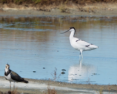 iNaturalist image