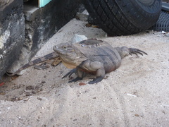 Cyclura nubila caymanensis