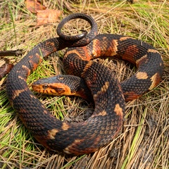 Southern Water Snake photo 2