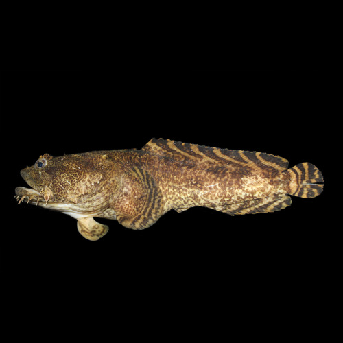 Oyster Toadfish
