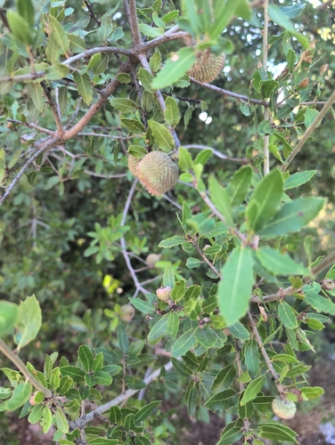 Kermes oak