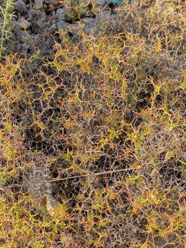 Spiny Burnet