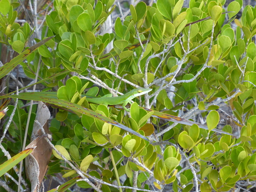 Maynard's Anole, Anolis maynardii