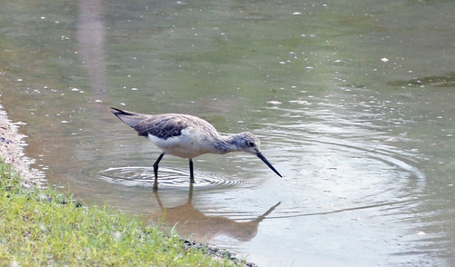 iNaturalist image