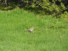 Turdus iliacus coburni