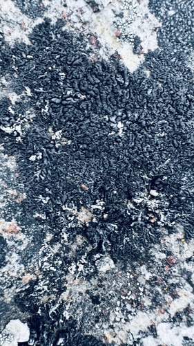 Blackthread Lichen
