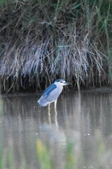 Nycticorax nycticorax