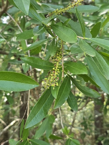 Cyrilla racemiflora, photograph 4