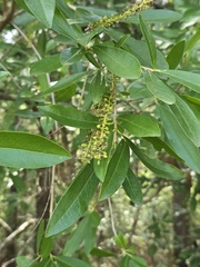 Cyrilla racemiflora, photograph author not stated, no rights reserved