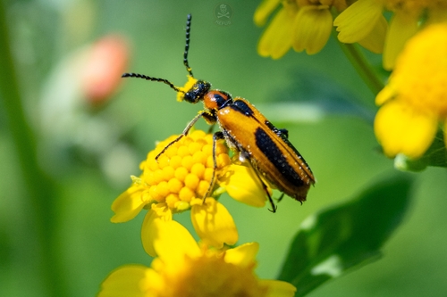 Escarabajos ampolleros