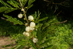 Vachellia robusta usambarensis
