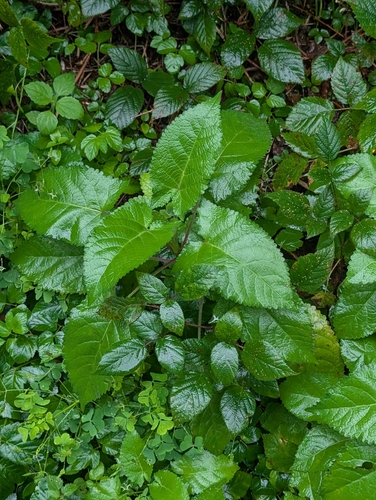 Sticky Sage