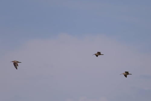 iNaturalist image