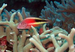 Porites cylindrica
