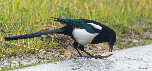 Eurasian Magpie