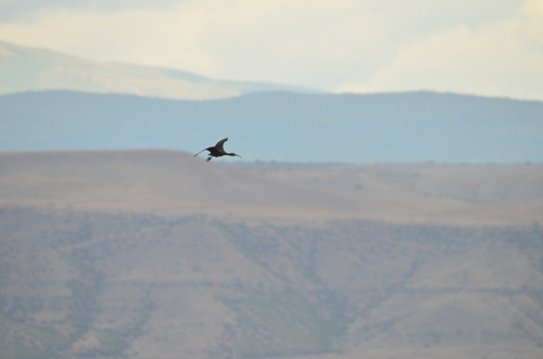 iNaturalist: (c) Егор Пылёв, some rights reserved (CC BY-NC), uploaded by Егор Пылёв iNaturalist image