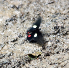 Heraclides chiansiades