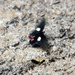 Papilio chiansiades - Photo (c) Wavell Fogleman, algunos derechos reservados (CC BY-NC), subido por Wavell Fogleman