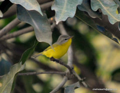 Phylloscopus xanthoschistos