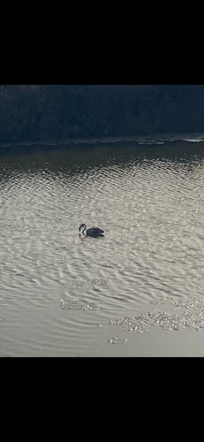 iNaturalist image