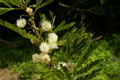 Vachellia robusta usambarensis