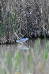Nycticorax nycticorax