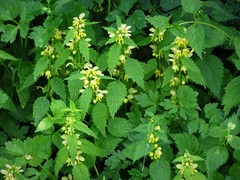 Lamium galeobdolon flavidum