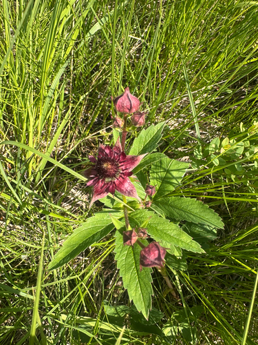 marsh cinquefoil