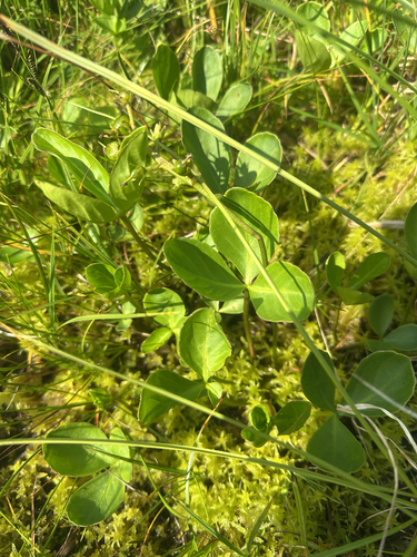 Bogbean