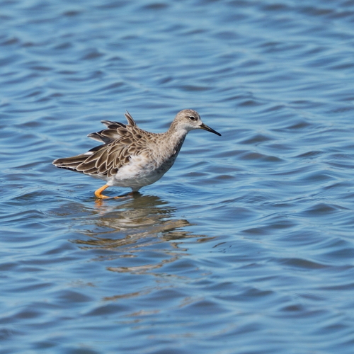 iNaturalist image