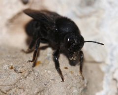 Megachile parietina