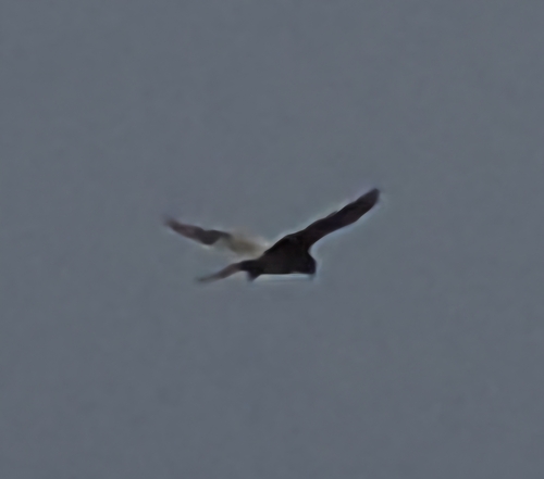 Eurasian Kestrel